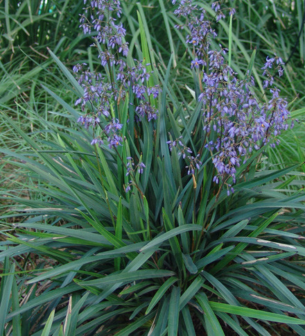 Dianella caerulea