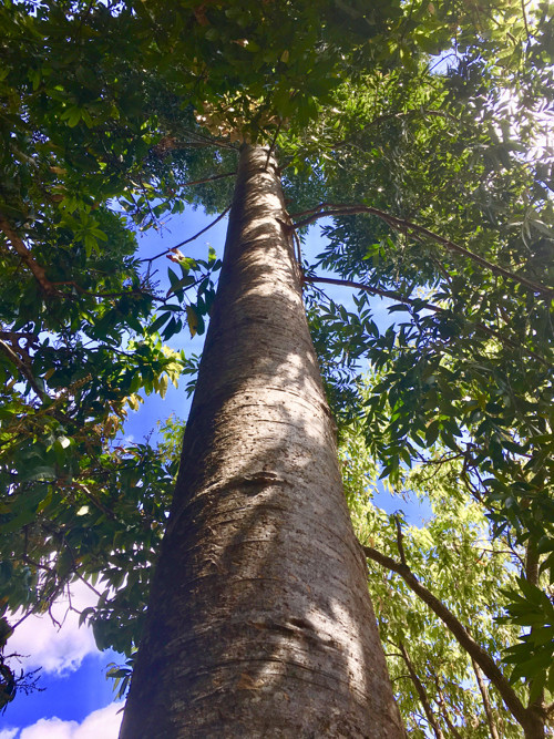 Agathis robusta