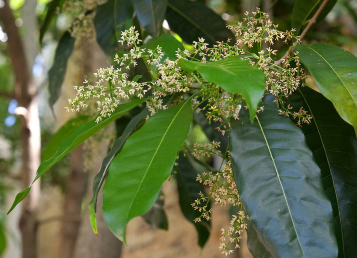 Chionanthus ramiflorus