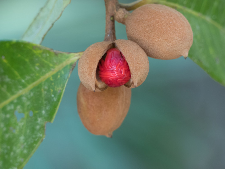 Myristica insipida