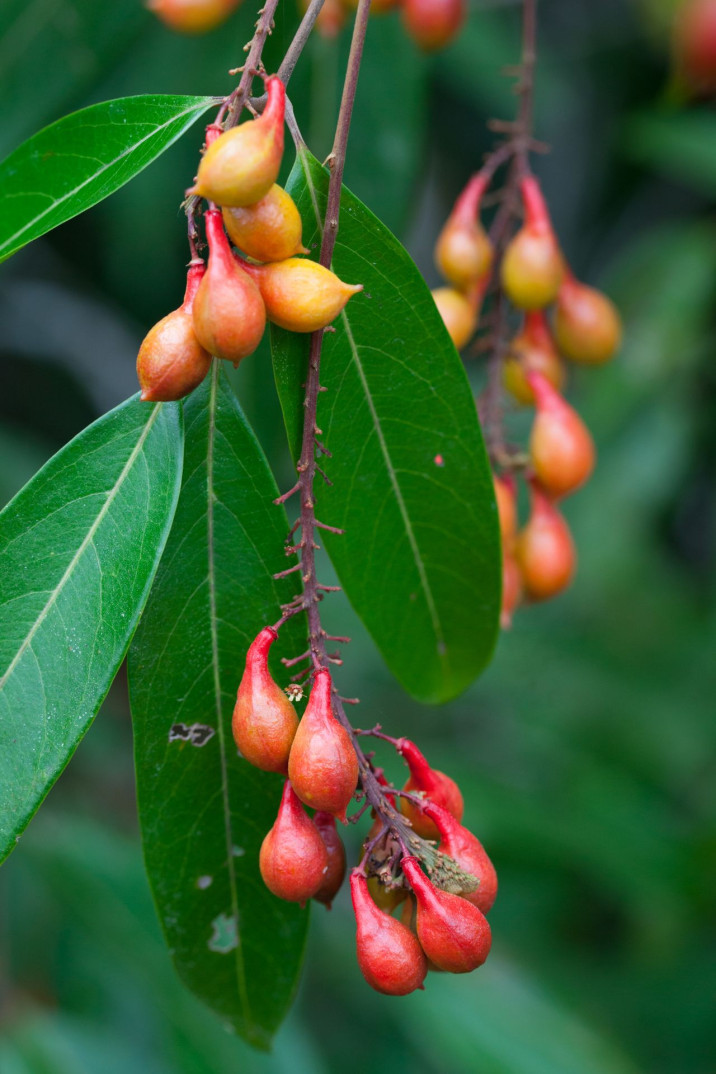Mischocarpus exangulatus