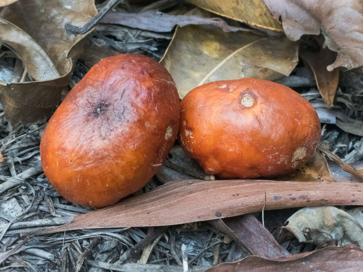 Cryptocarya oblata