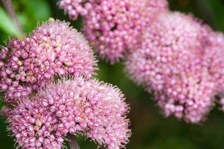 Melicope elleryana