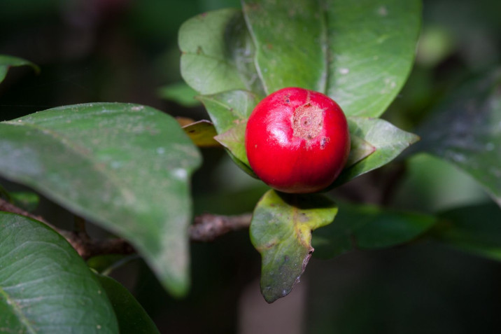 Ixora biflora