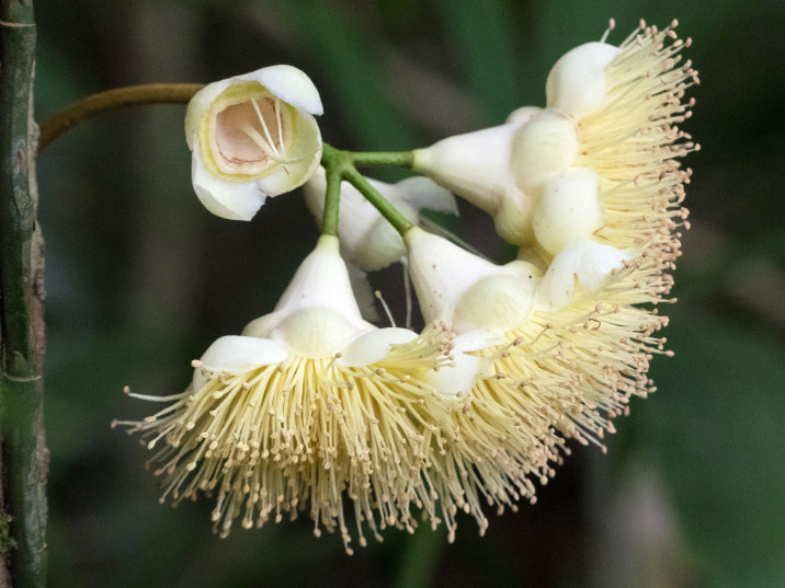 Syzygium monospermum