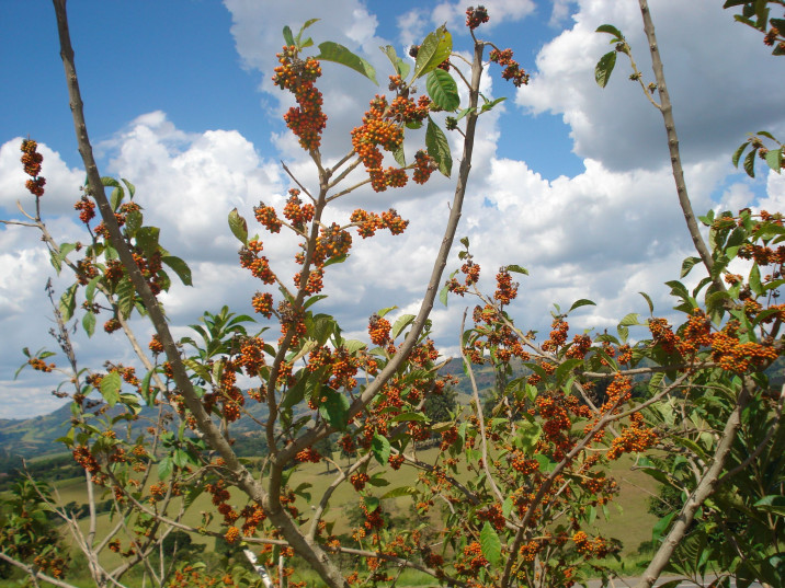 Aegiphila integrifolia