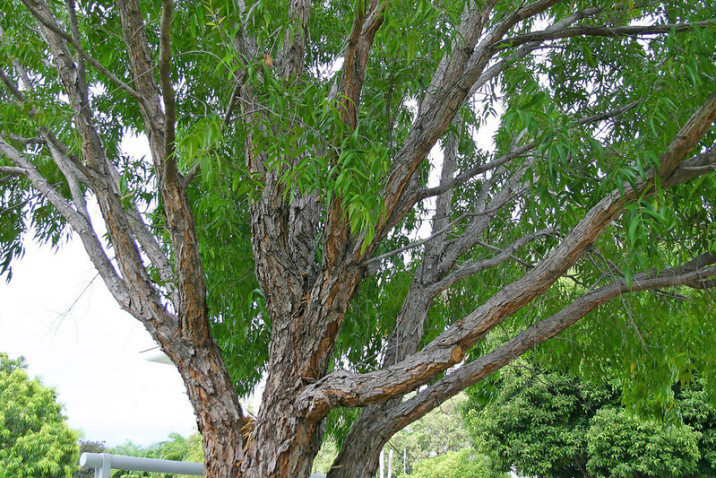 Syzygium angophoroides