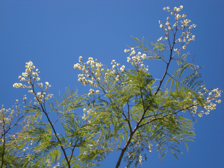 Albizia polycephala