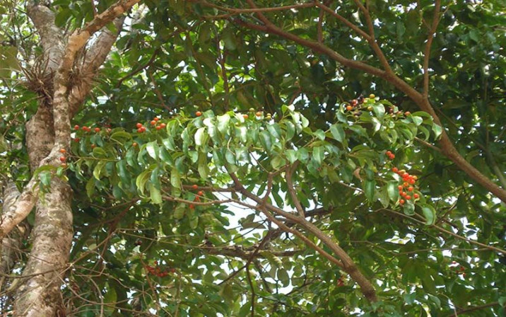 Cordria ecalyculata