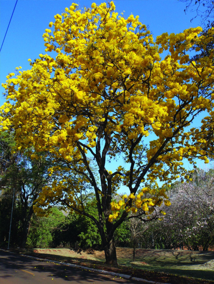 Handroanthus chrysotrichus