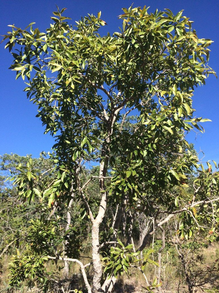 Psidium cattleianum