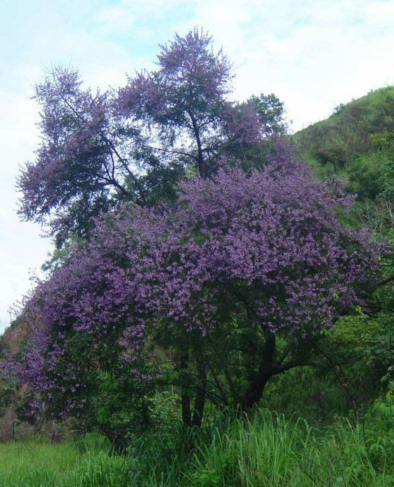 Machaerium aculeatum