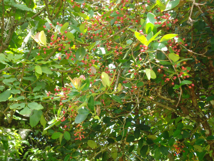 Myrcia crassifolia