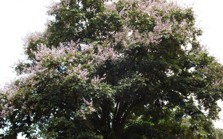 Platycyamus regnellii