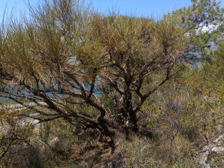 Genista spartioides