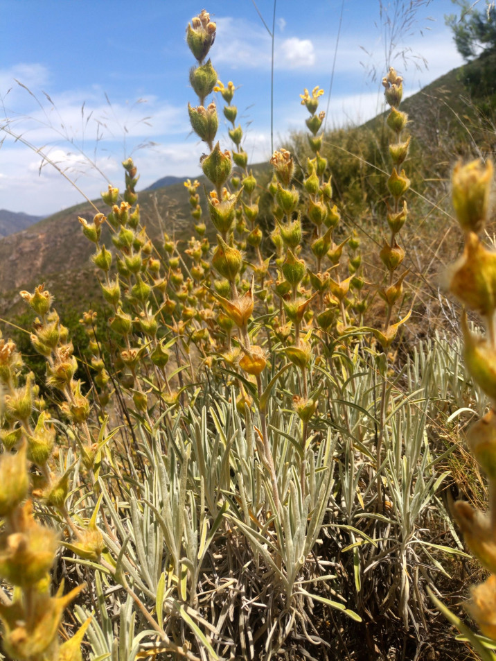 Phlomis lychnitis