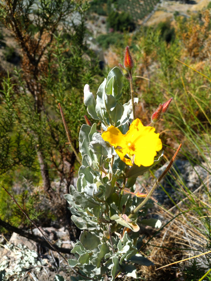 Halimium atriplicifolium