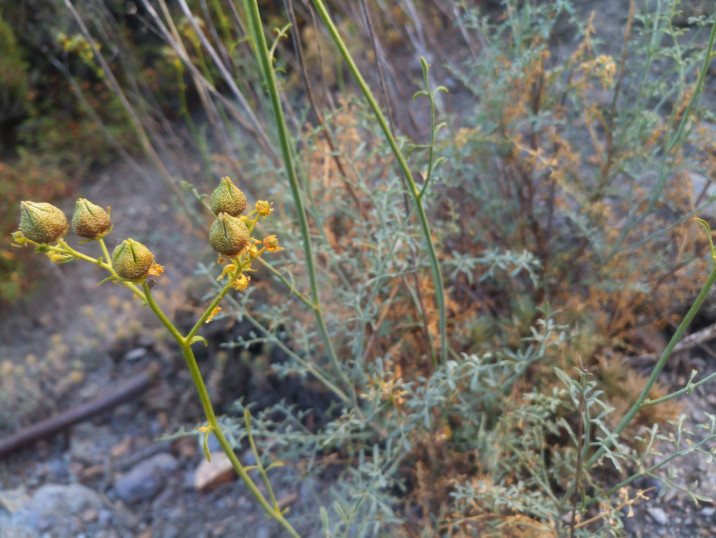 Ruta angustifolia