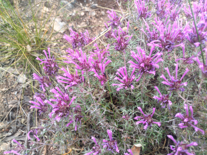 Thymus longiflorus