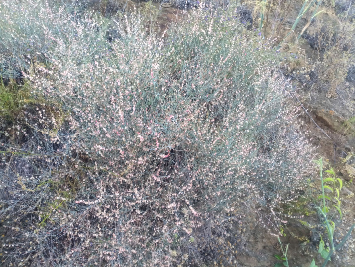 Rumex scutatus