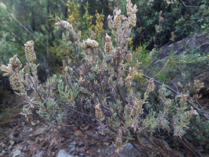 Lavandula stoechas