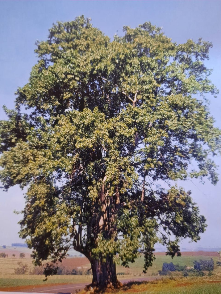Gallesia integrifolia