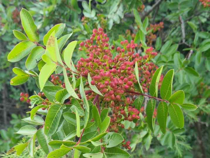 Pistacia terebinthus