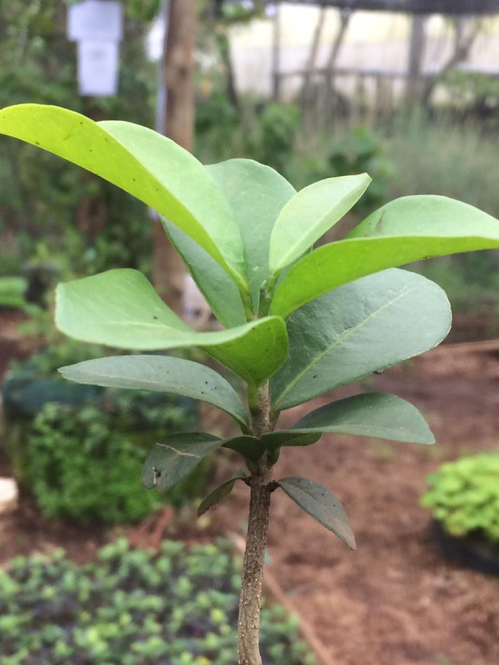 Teclea nobilis