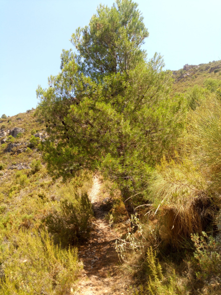 Pinus halepensis