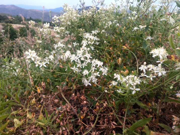 Clematis vitalba