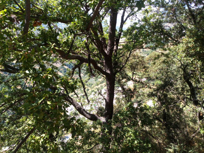 Quercus faginea