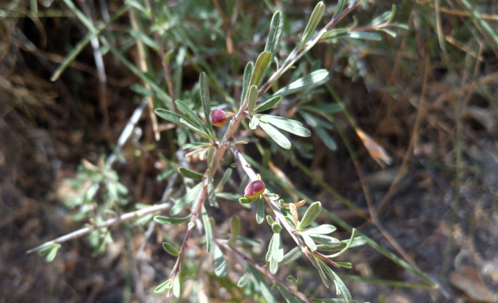 Rhamnus oleoides