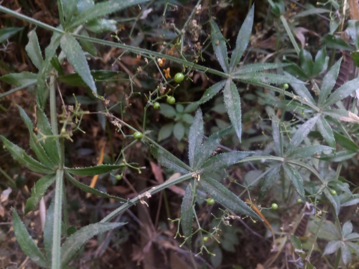 Rubia peregrina