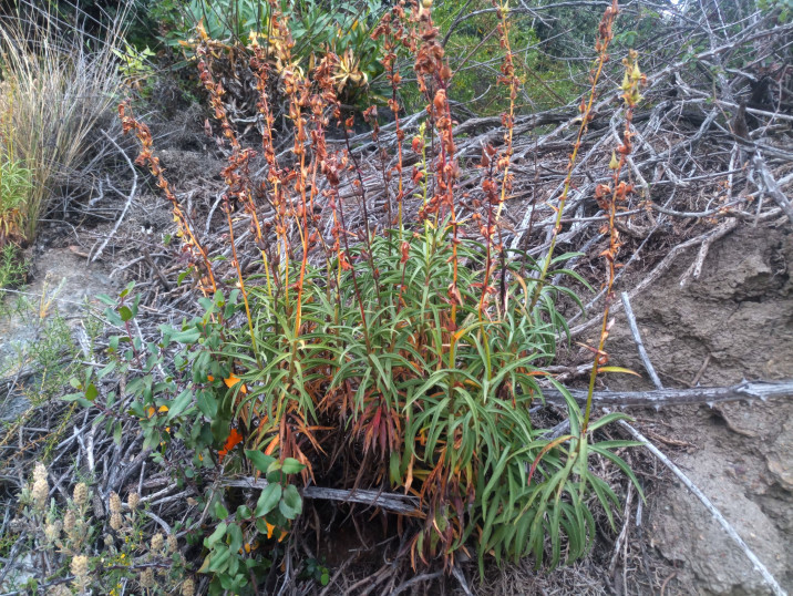 Digitalis obscura
