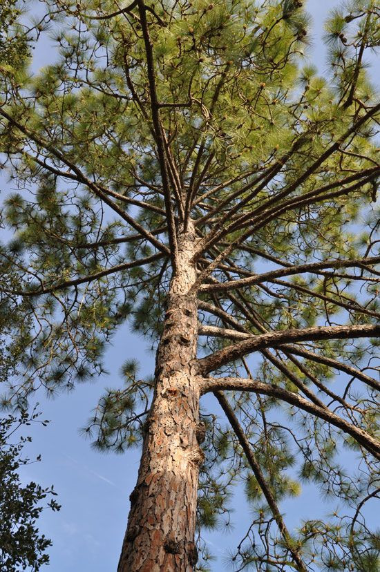 Pinus roxburghii