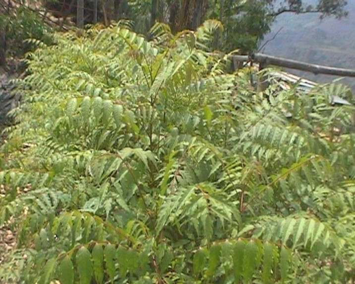 Choerospondias axillaris