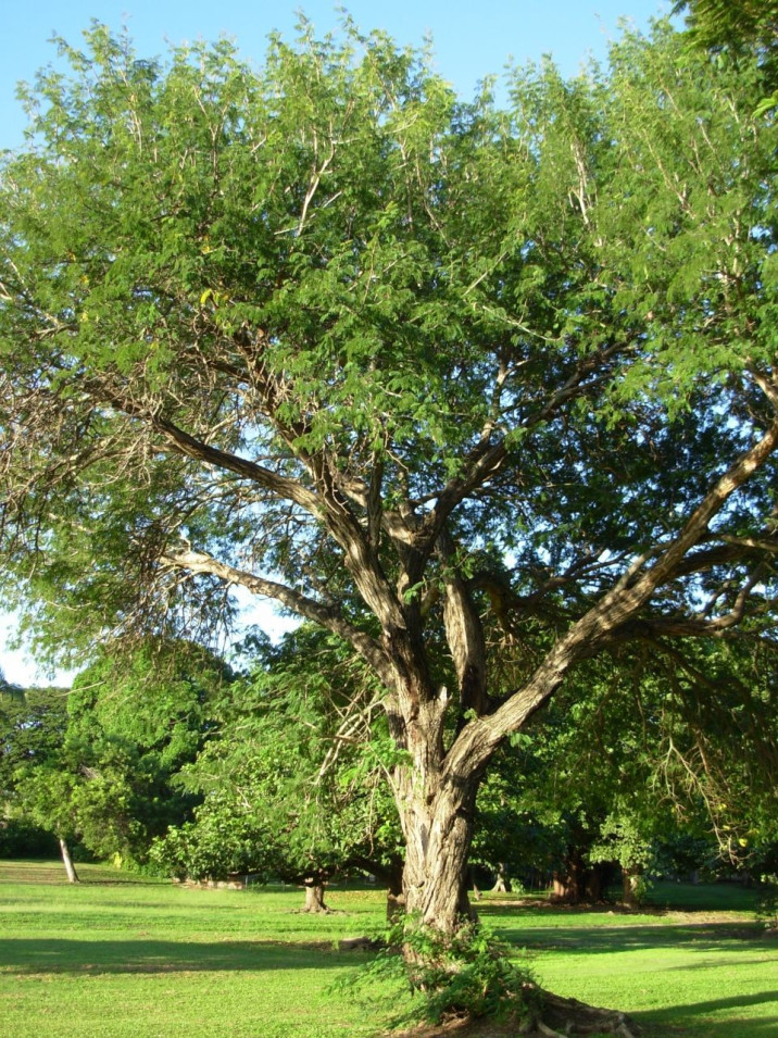Acacia catechu