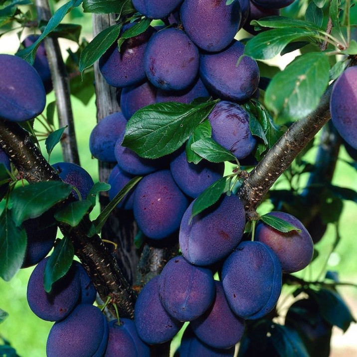 Davidsonia pruriens
