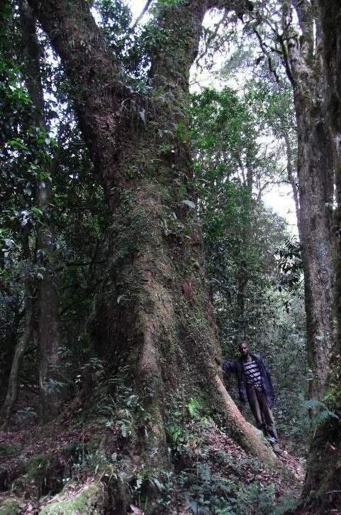 Ocotea usambarensis