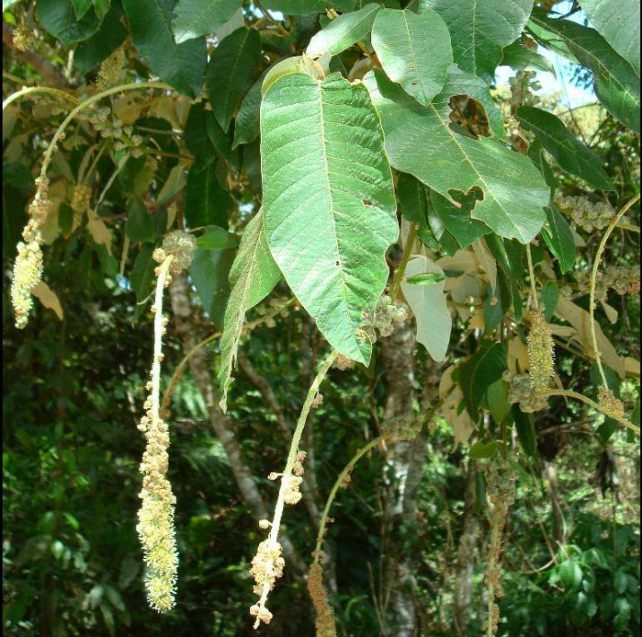 Croton floribundus