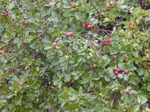 Psidium cattleyanum