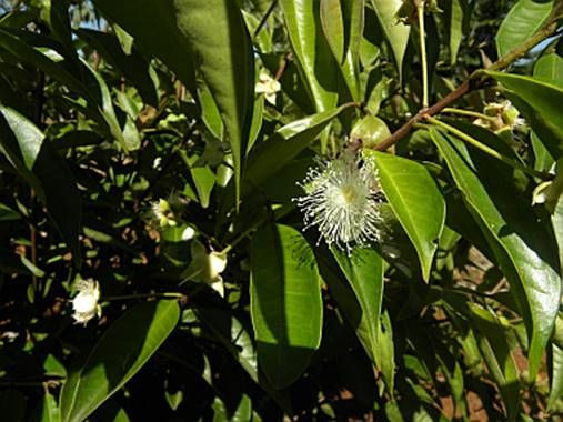 Calycorectes acutatus