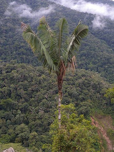 Oenocarpus bataua