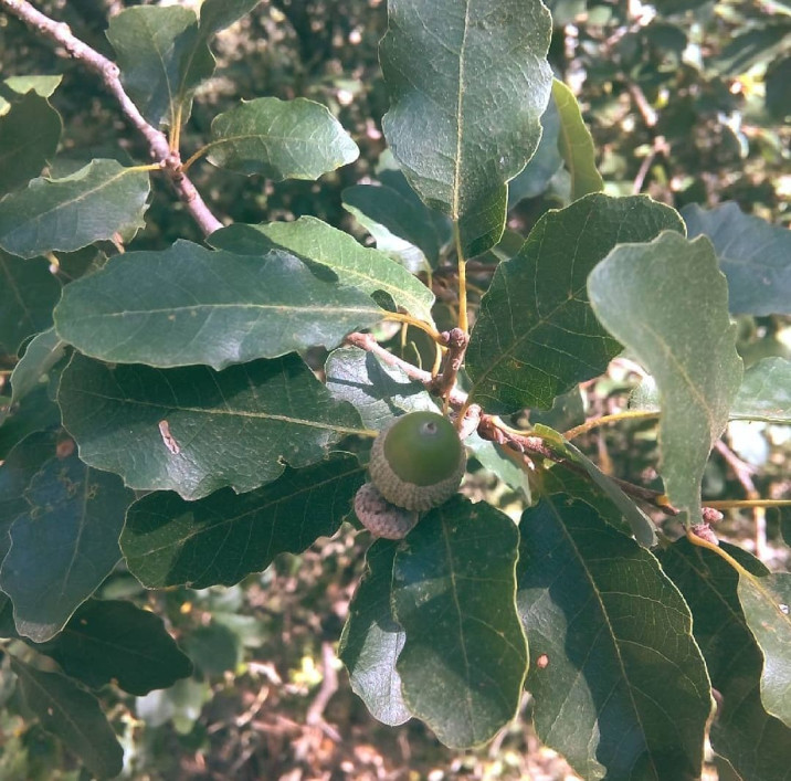 Quercus faginea