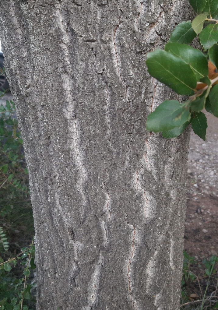 Quercus x coscojosuberiformis