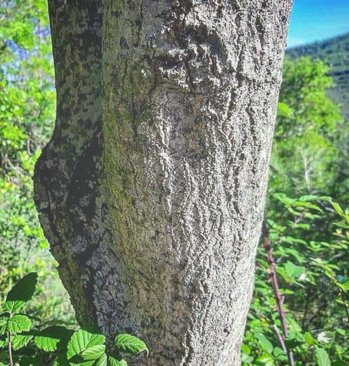 Quercus x morisii