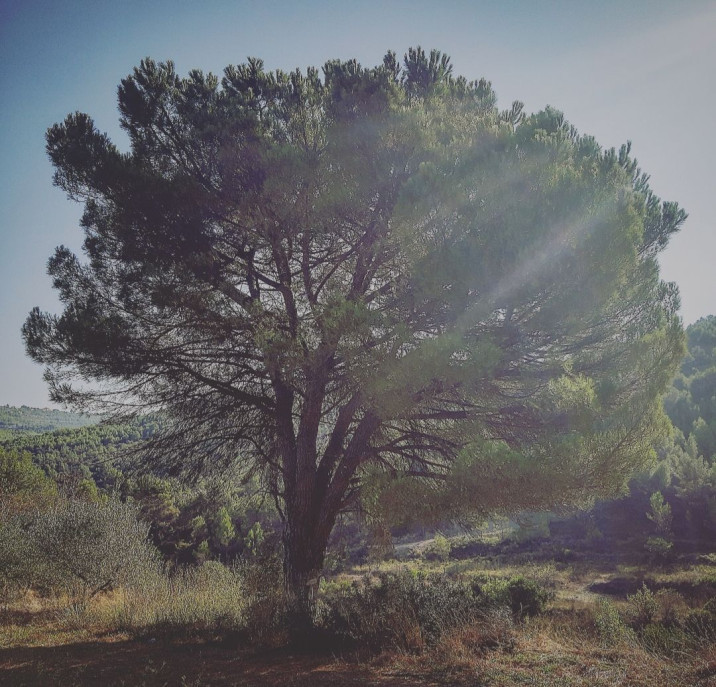 Pinus pinea