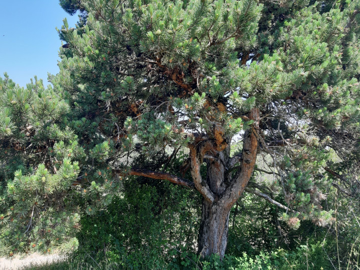 Pinus sylvestris