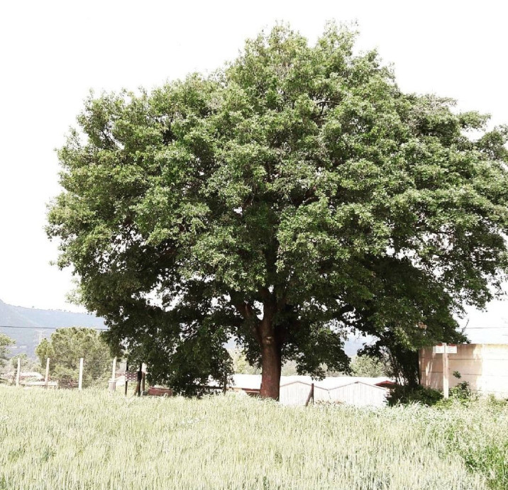 Quercus cerrioides