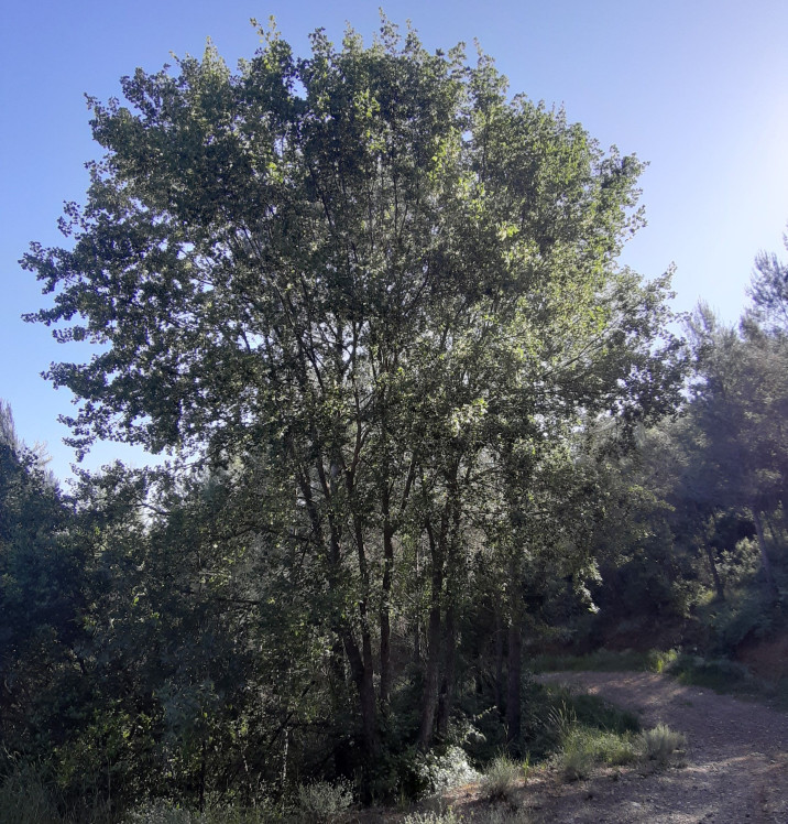 Acer monspessulanum